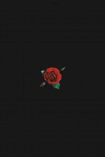 Aesthetic Red Rose With Black Background