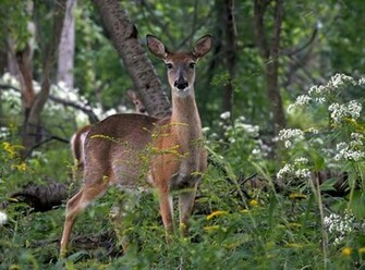 Beautiful Wallpaper For Desktop Deer HD