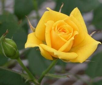 Yellow Rose Flower Wallpaper