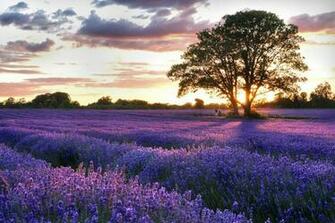 Field Lavender Nature Fields HD Desktop Wallpaper