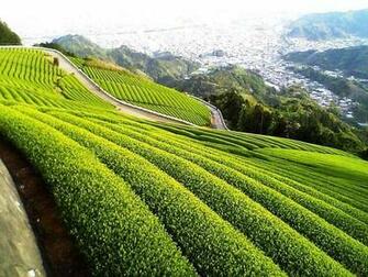 Green Tea Wallpaper