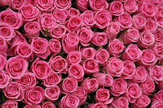 Hot Pink Rose Background By Michael Ledray