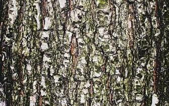 Wood Bark Wallpaper And Image Pictures Photos