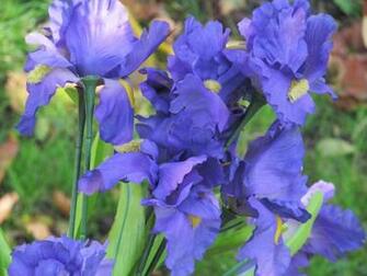 Purple Iris Wallpaper