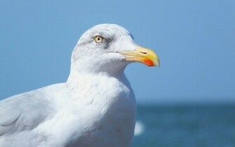 White Seagull Wallpaper