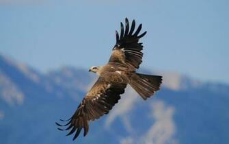 Hawk Wallpaper