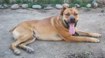Barking Rottweilers Gif Wallpaper On