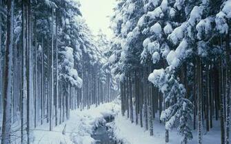 Landscape Winter Wallpaper River Forest Widescreen Glisse En