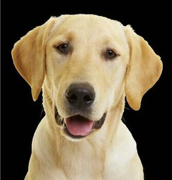 Yellow Labrador Puppy Wallpaper Cute Animals