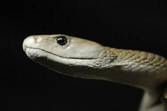 Black Mamba Wallpaper