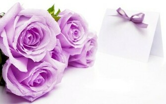Roses Flowers White Background Purple Wallpaper