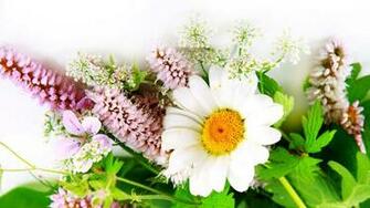 Flowers Wallpaper HD Background Image