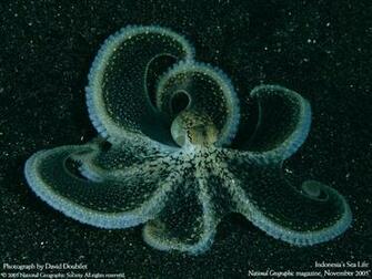 National Geographic Desktop Wallpaper Online