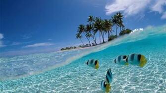 Tropical 3d Fish Wallpaper The