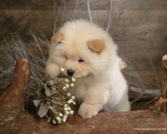 Chow Wallpaper Dogs
