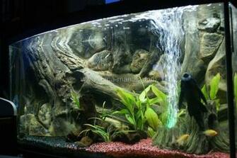 3d Amazon Aquarium Background For Fish Tank Size Easy To Install