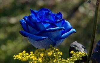 Blue Rose Wallpaper Background Beautiful Desktop