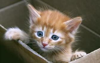 Cats Kittens Wallpaper