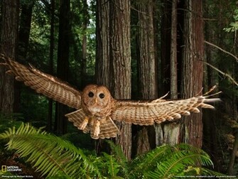 Redwood Forest Wallpaper Jpg
