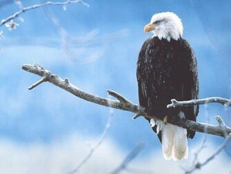 Bald Eagle Wallpaper