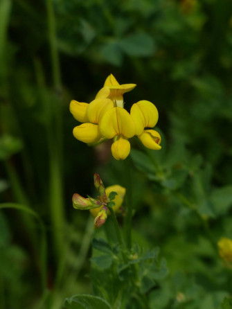 Fenugreek Wallpaper