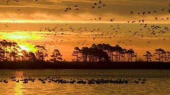 Sunset At Chincoteague Wldlife Refuge Virginia Wallpaper Animals