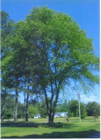 Remarkable Trees Of Virginia Project A Tree