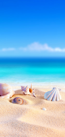 Summer Phone Wallpaper