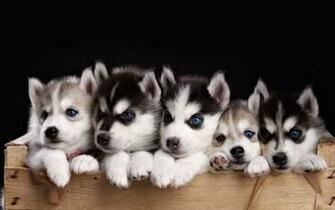 Husky Puppy Wallpaper Android Bhstorm