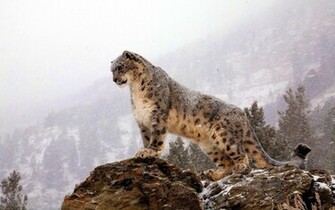 Snow Leopard Wallpaper HD