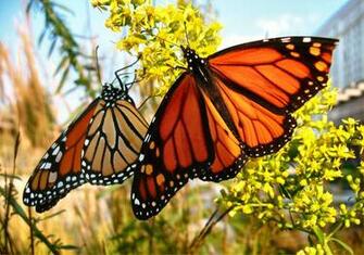 Monarch Butterfly Widescreen Wallpaper Hivewallpaper