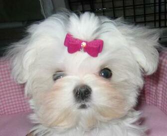 Maltese Dog Girl Wallpaper HD Res