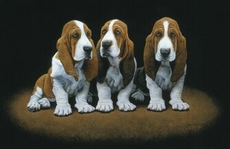 Basset Hound Puppies Wallpaper