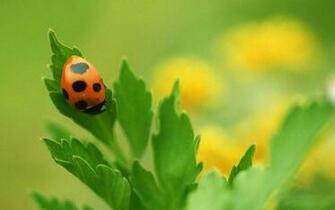 Ladybug Wallpaper