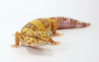 Albino Leopard Gecko Wallpaper