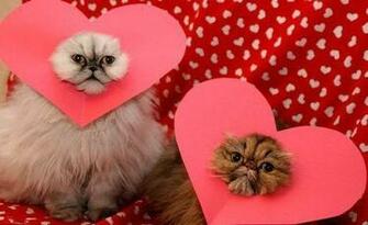 Dr Les De Photos Saint Valentin