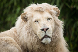 Lion Face Picture Wallpaper