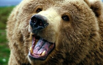 File Da Bears Jpg