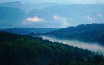 Blissful Foggy Forest Wallpaper Stock Photos