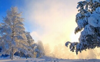 Snowy Pine Trees Wallpaper