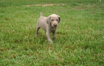 Weimaraner Jewelry The Dog Wallpaper Best