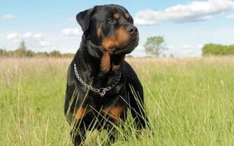 Rottweiler HD Wallpaper Background Image