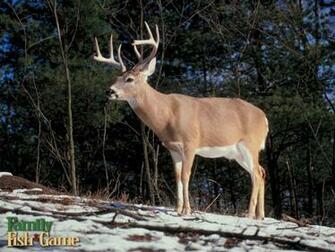 High Definition Wallpaper Photo Deer Html