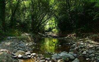 Stream In Forest Wallpaper