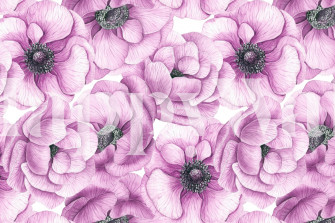 Pink Anemone Flowers Wallpaper