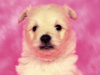 Puppy Wallpaper