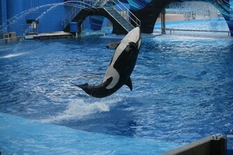 Shamu Wallpaper Weddingdressin