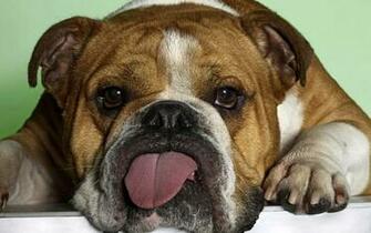 Funny Animals Wallpaper For Desktop World