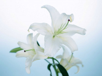 White Lily Flower Wallpaper