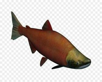 Shark Fin Background